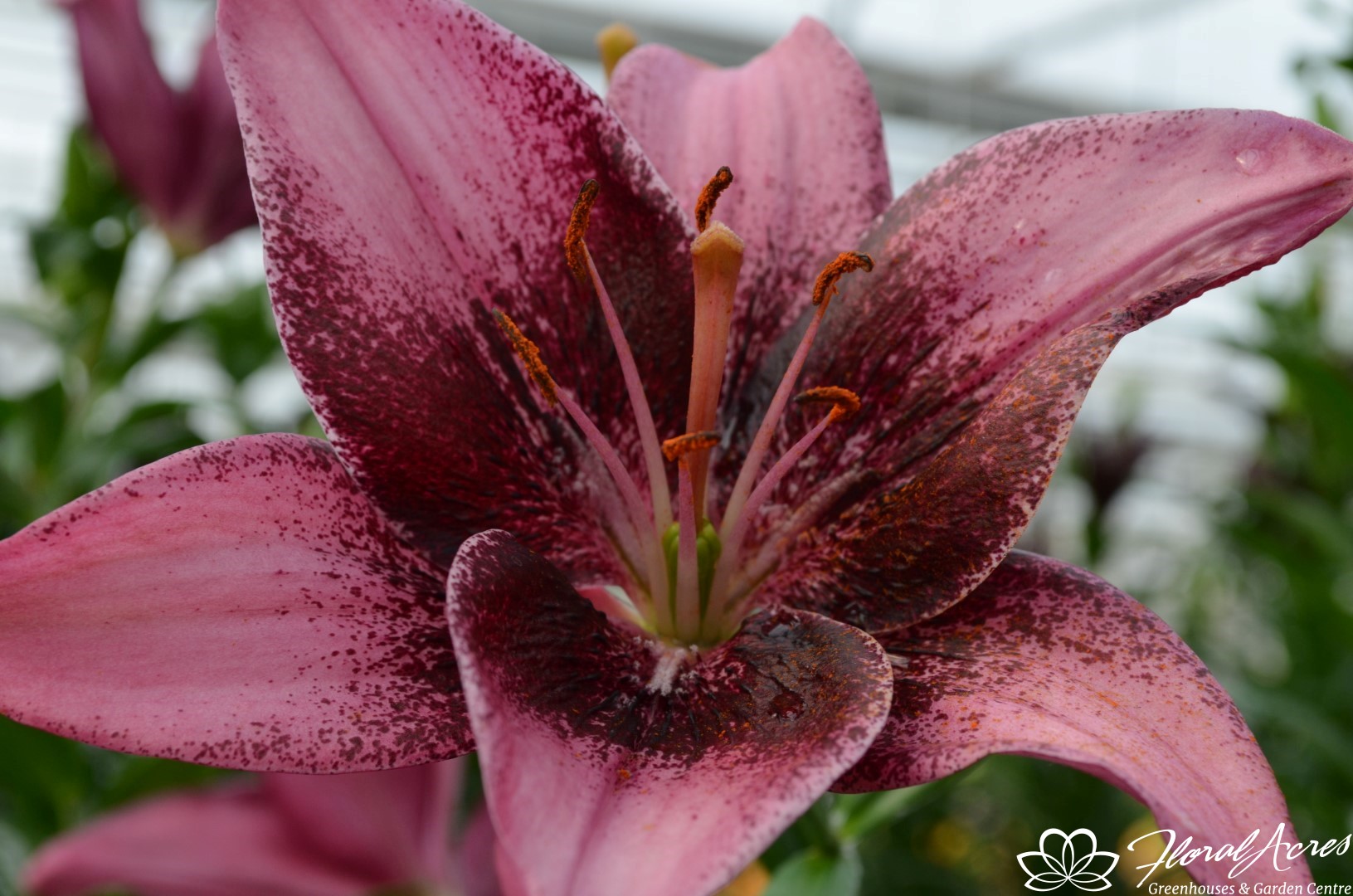 Lilium Asiatic Purple Eye Floral Acres